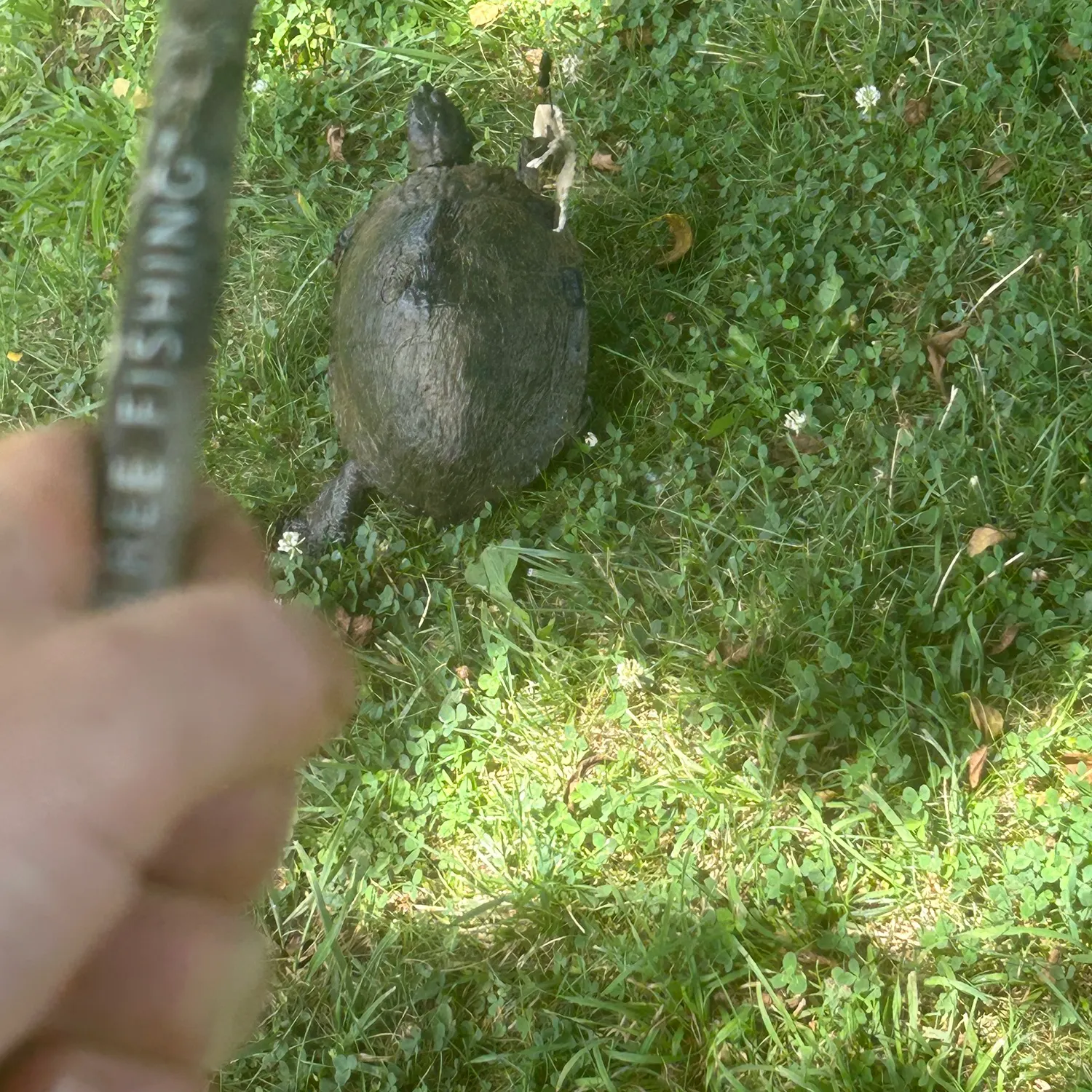 Common snapping turtle caught on Fishbrain