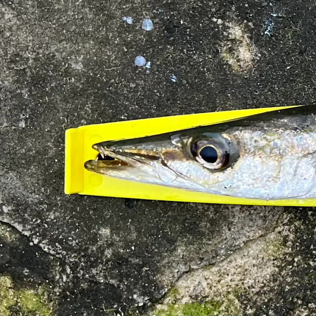 The most recent Australian barracuda catches on Fishbrain