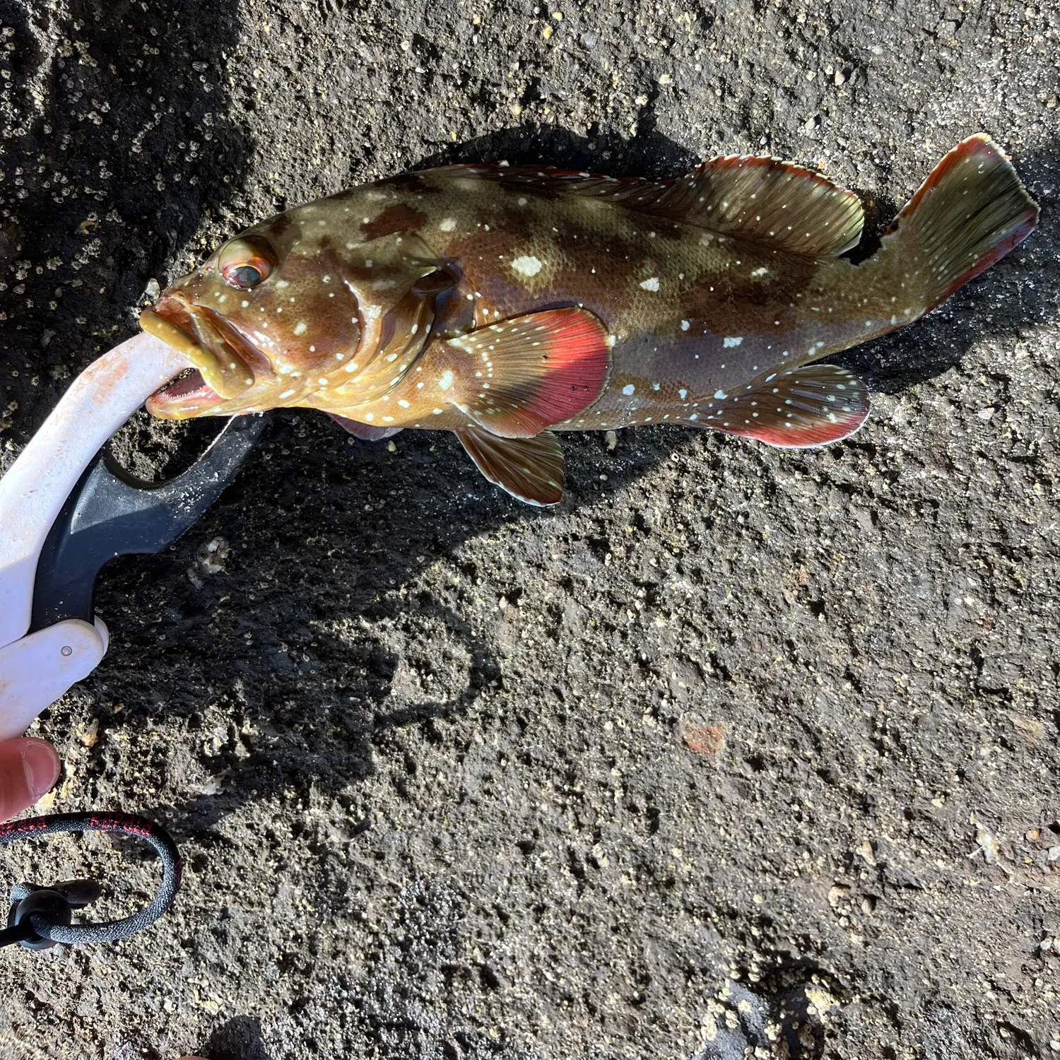 The most recent Red hind grouper catches on Fishbrain