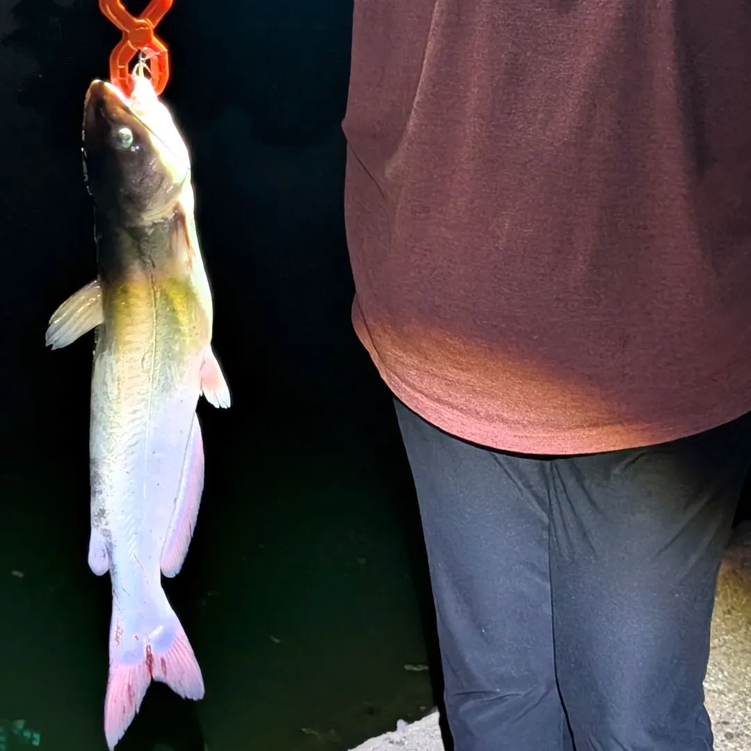 Channel catfish caught on Fishbrain