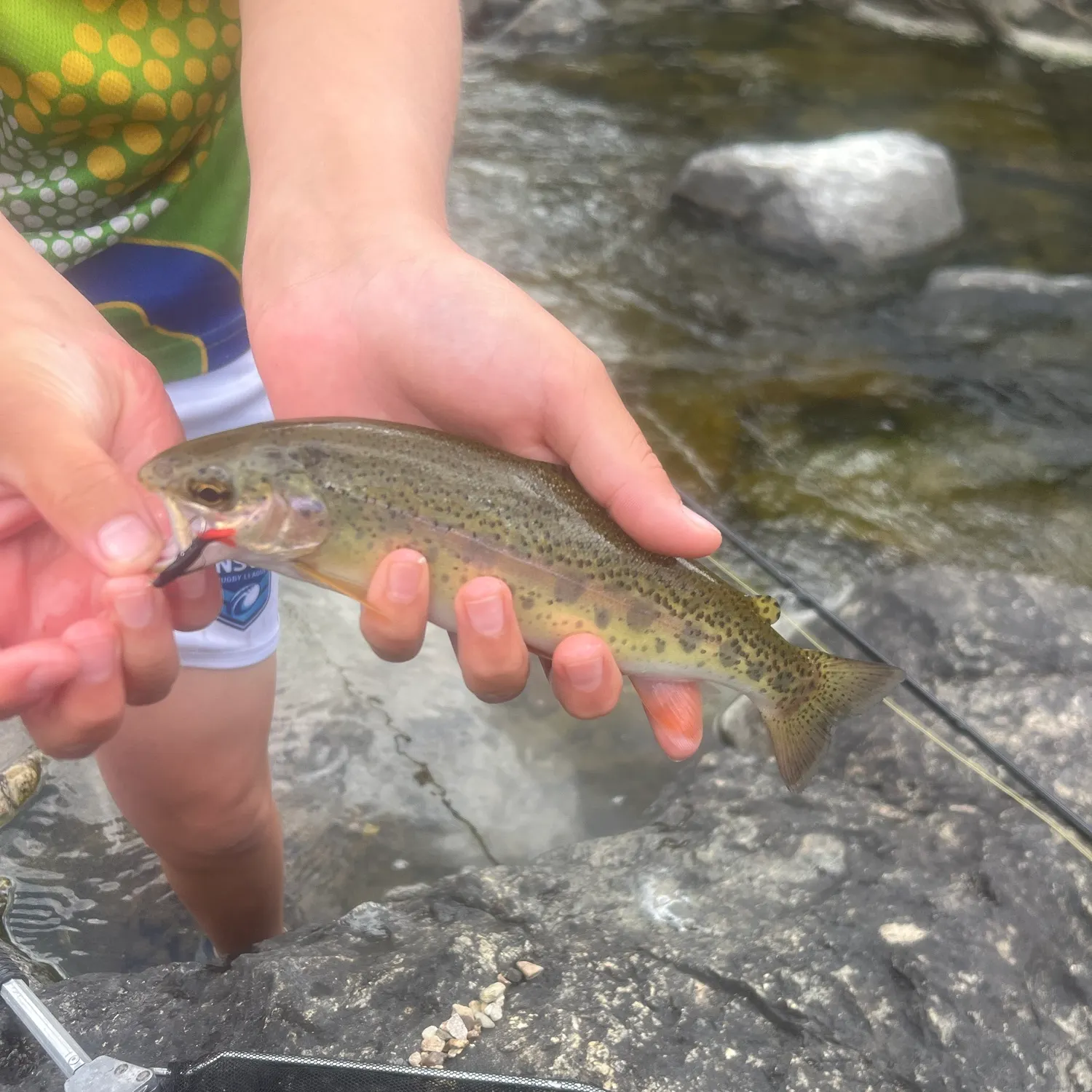Rainbow trout caught on Fishbrain