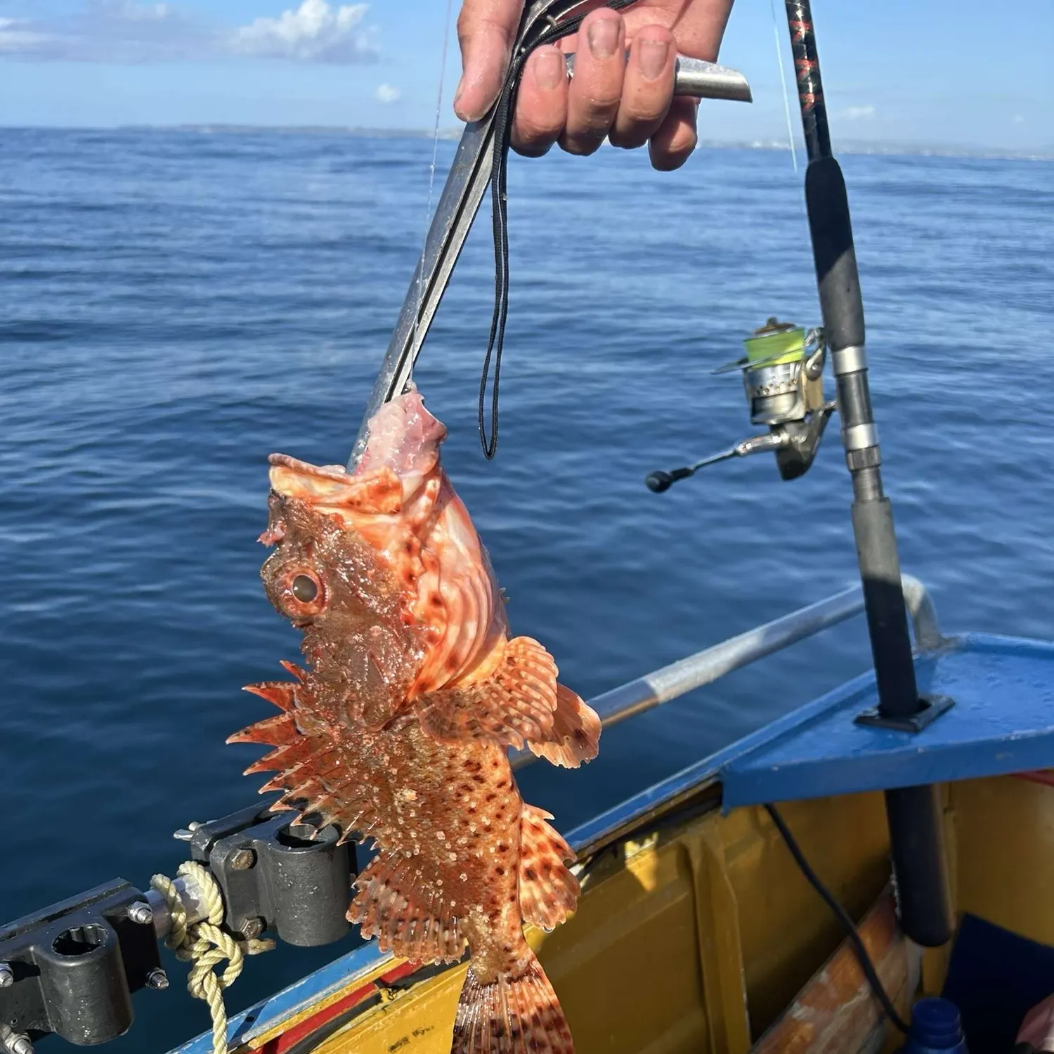 The most recent Eastern red scorpionfish catches on Fishbrain