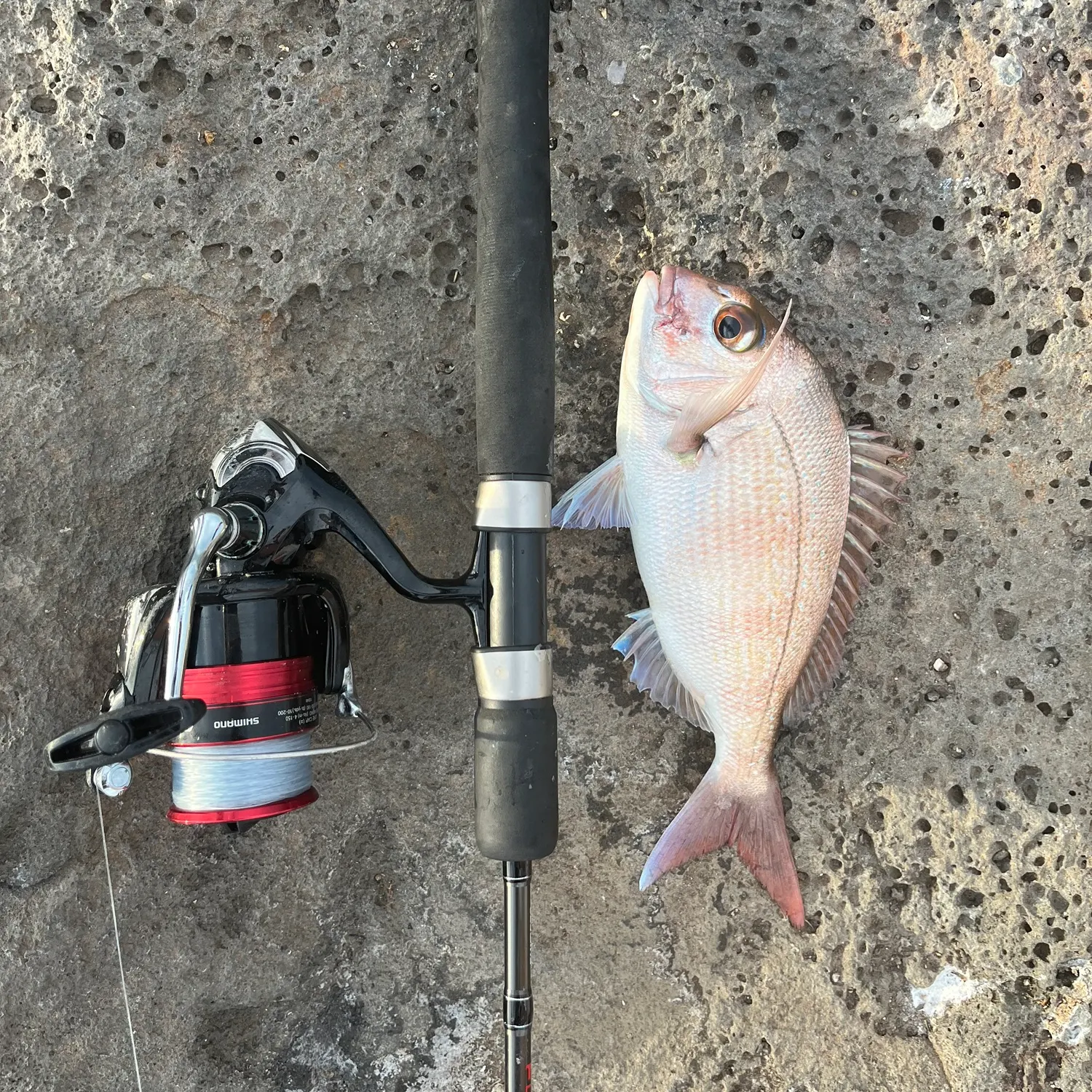 The most recent Australasian snapper catches on Fishbrain