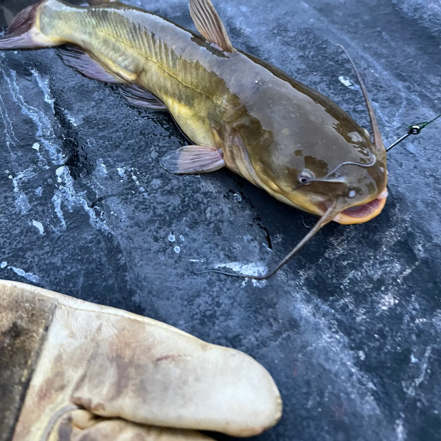 Yellow bullhead caught on Fishbrain