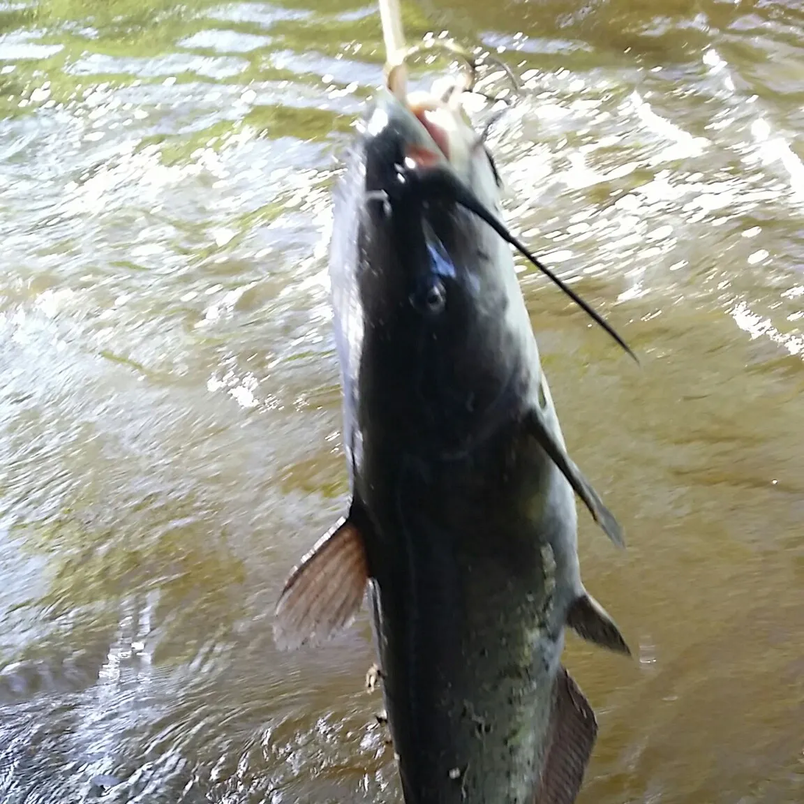 ᐅ Dry Run fishing reports🎣• Mitchell, SD (United States) fishing