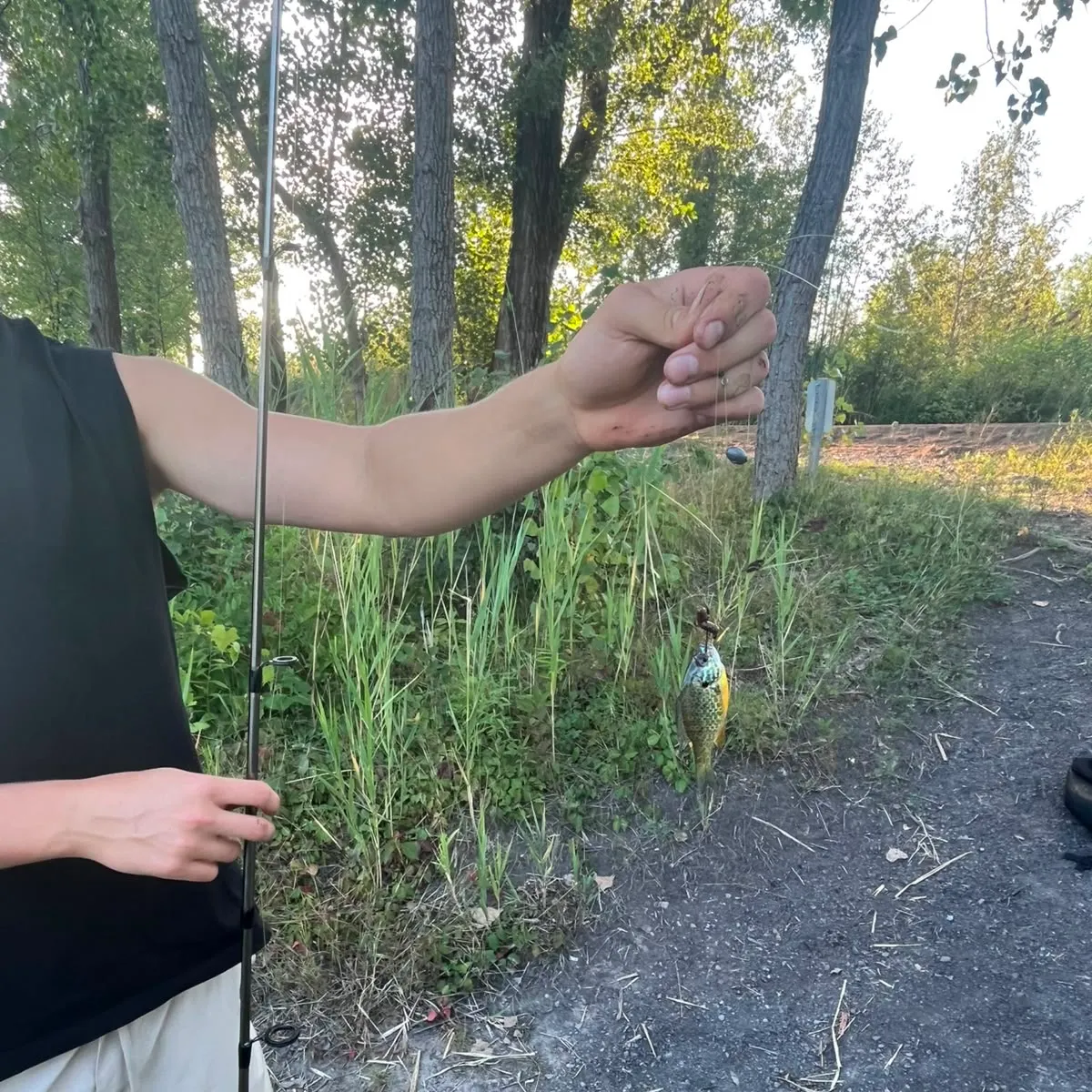Bluegill caught on Fishbrain