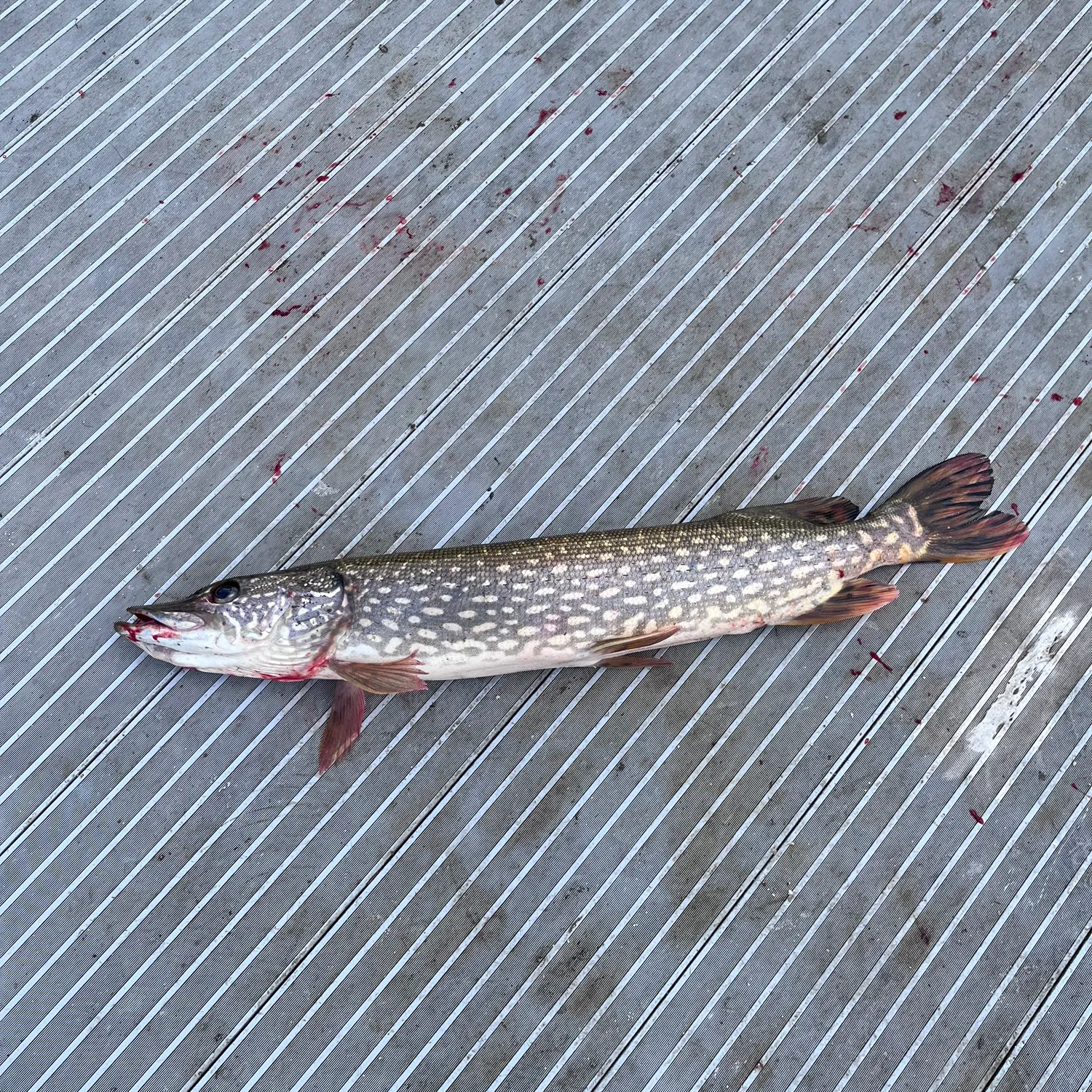 Northern pike caught on Fishbrain