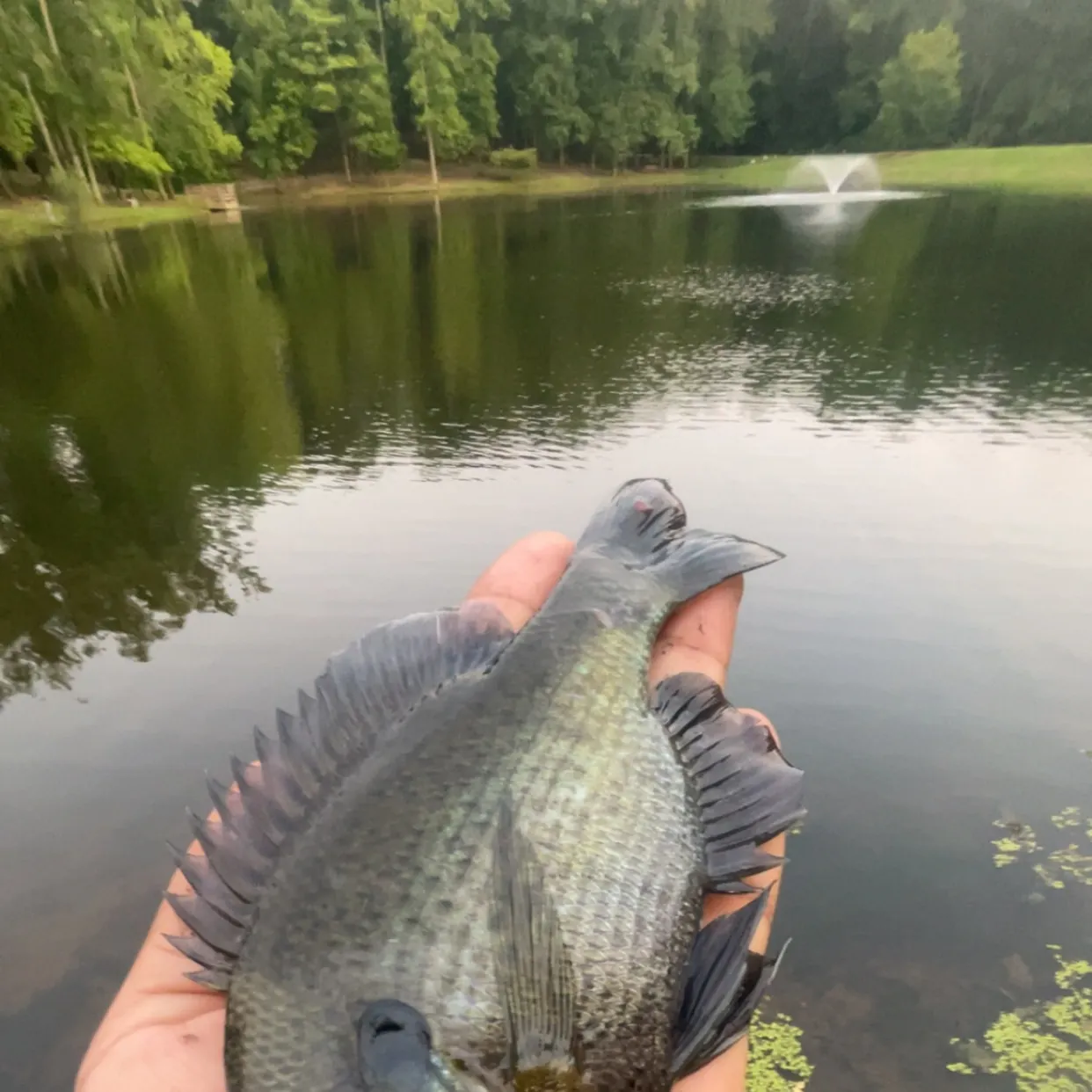 The most recent Pumpkinseed x green sunfish catches on Fishbrain