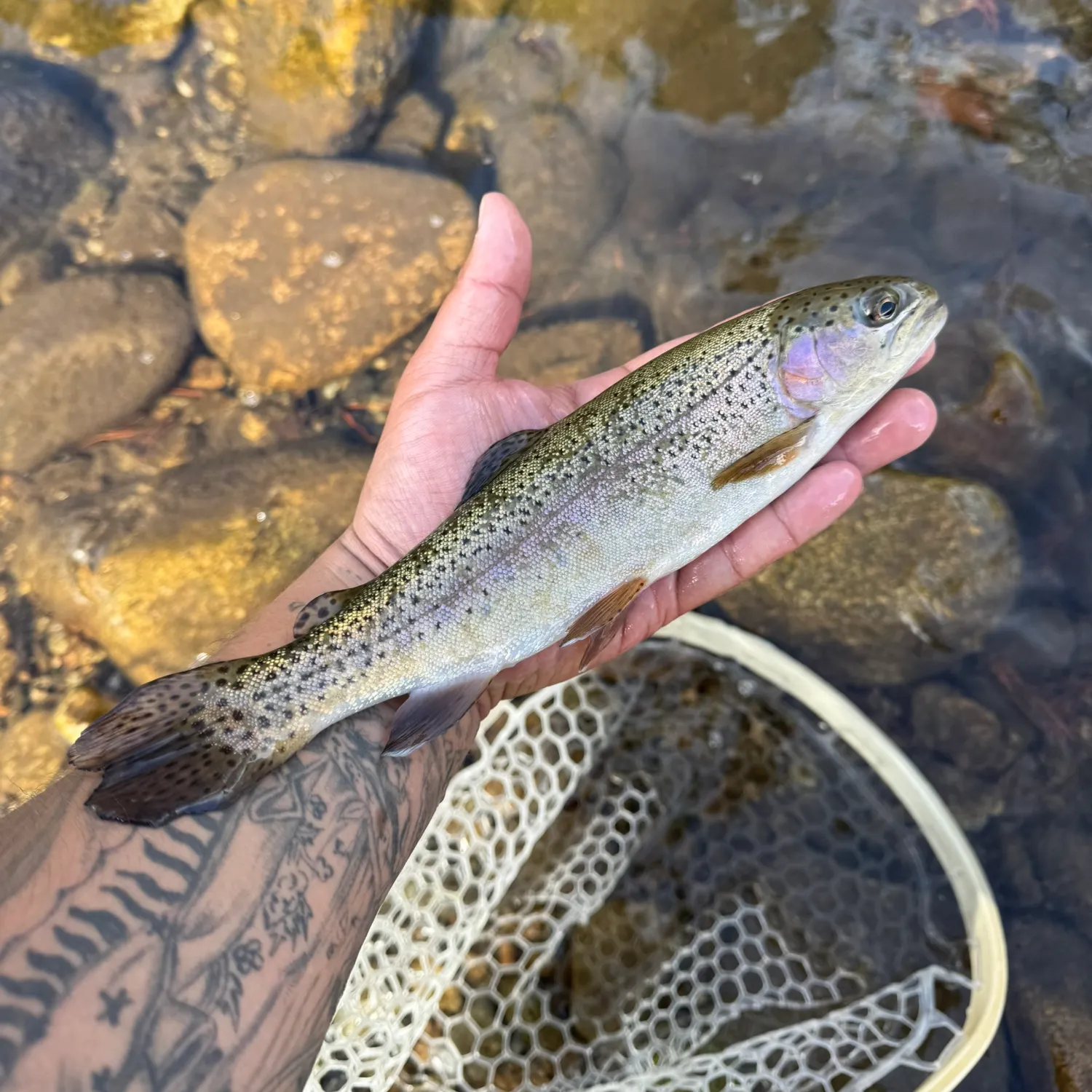 Rainbow trout caught on Fishbrain