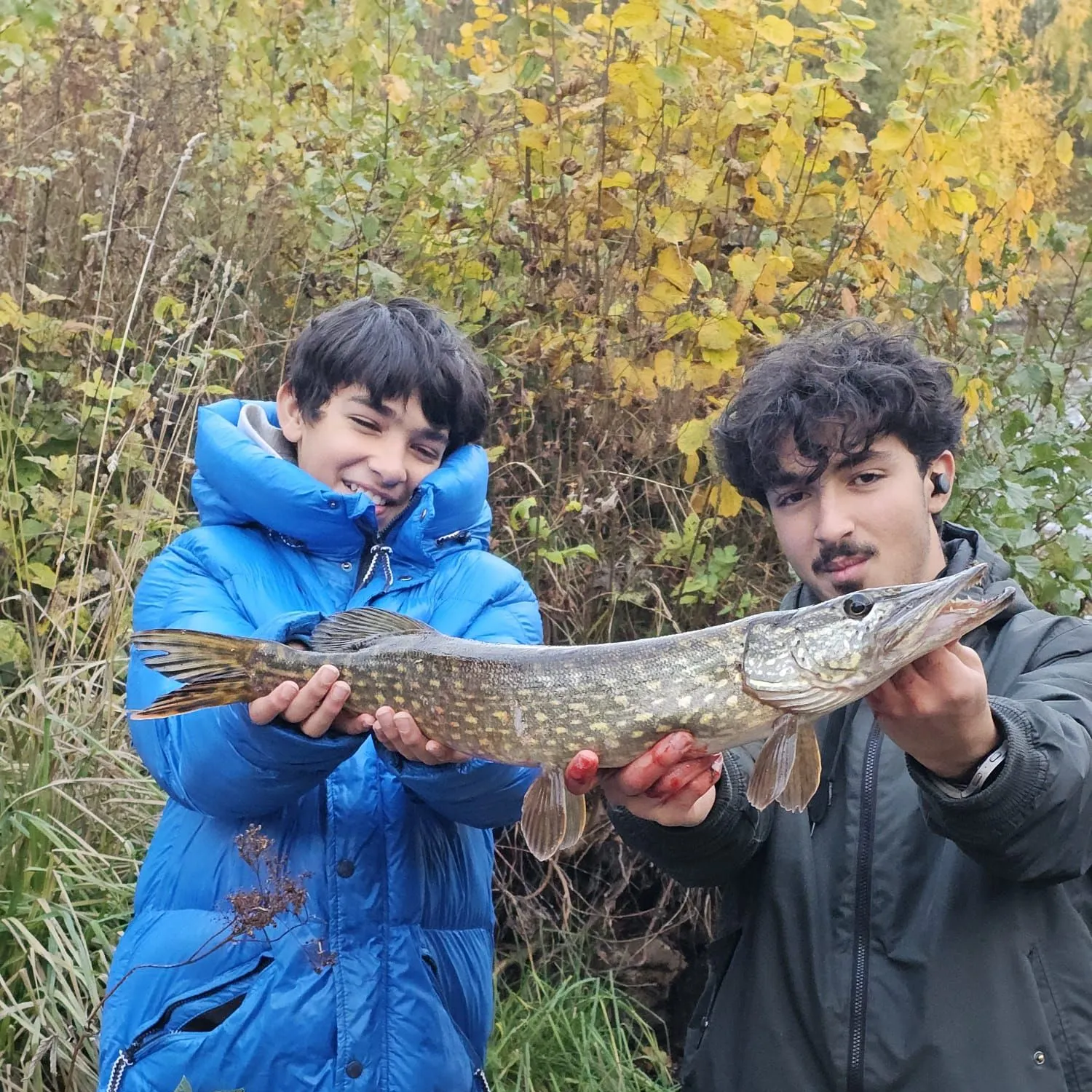 Northern pike caught on Fishbrain