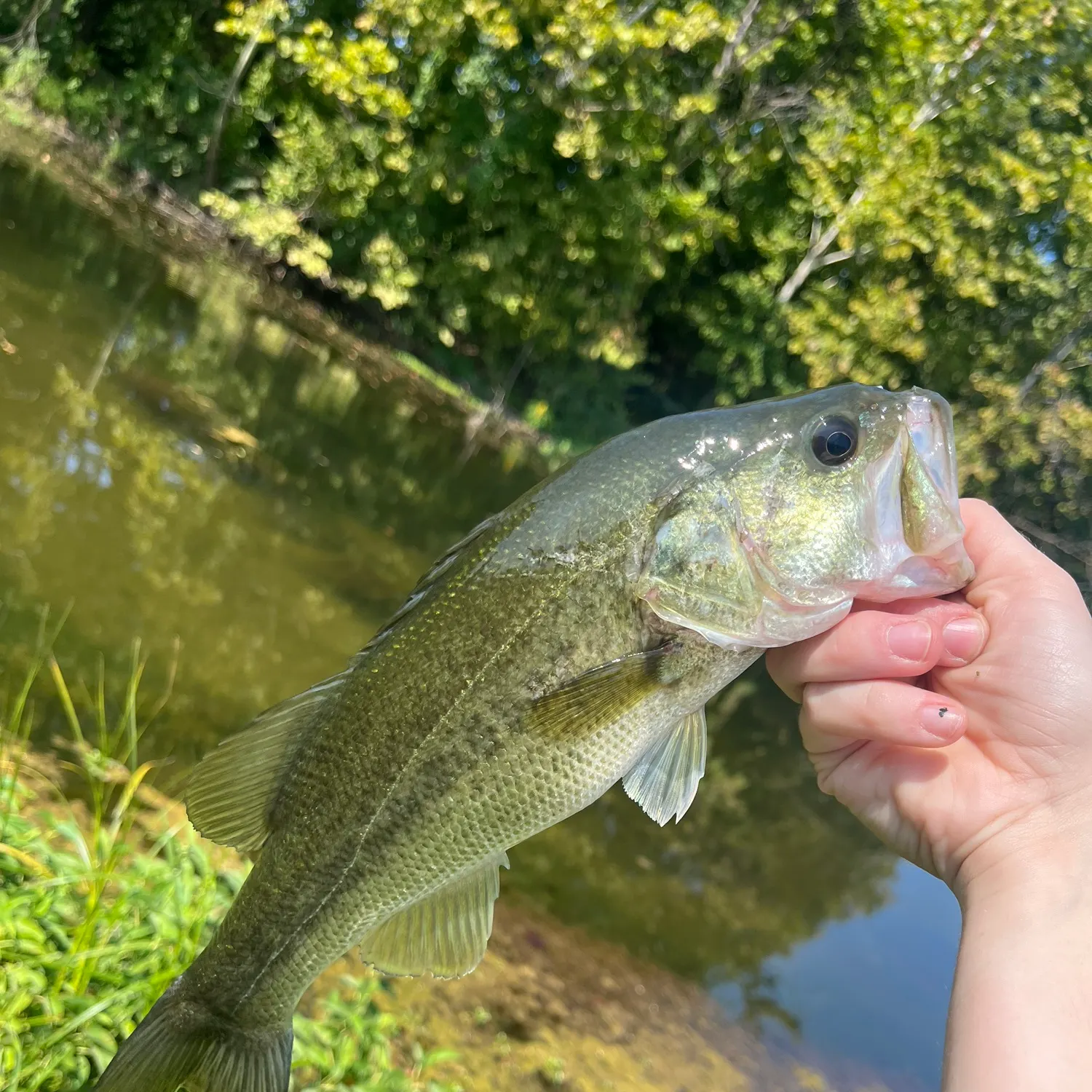 Largemouth bass caught on Fishbrain