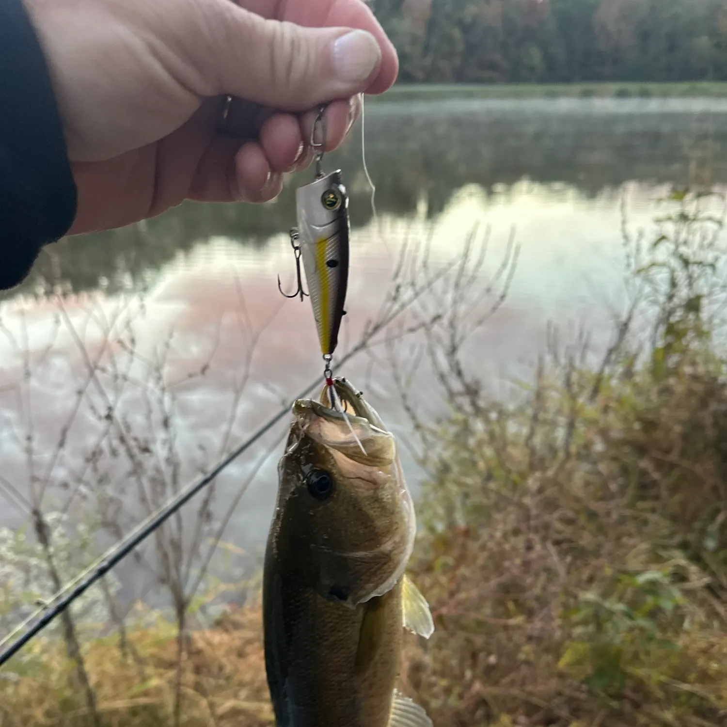 Largemouth bass caught on Fishbrain