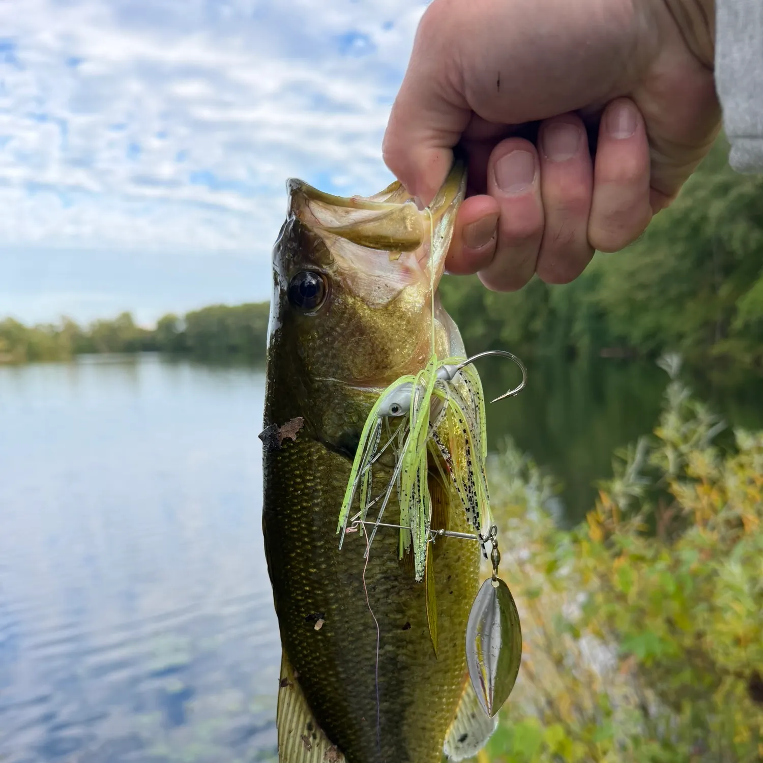 Largemouth bass caught on Fishbrain