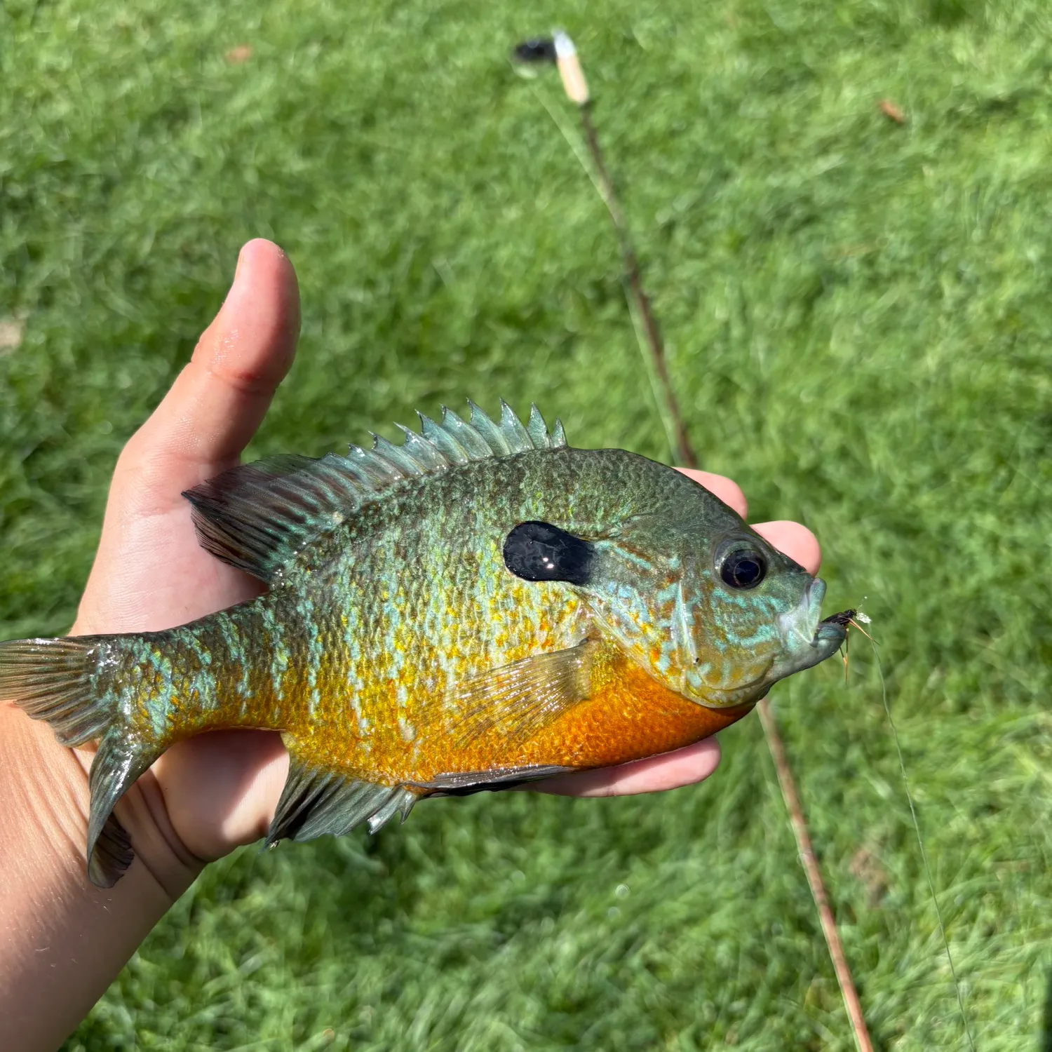 Longear sunfish caught on Fishbrain