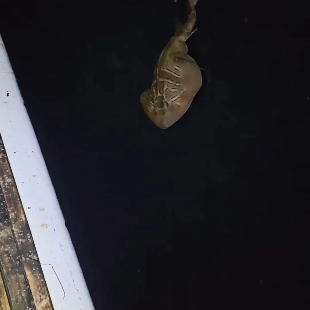 Southern fiddler caught on Fishbrain