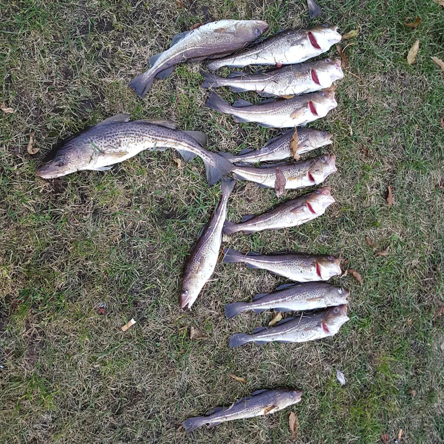 recently logged catches