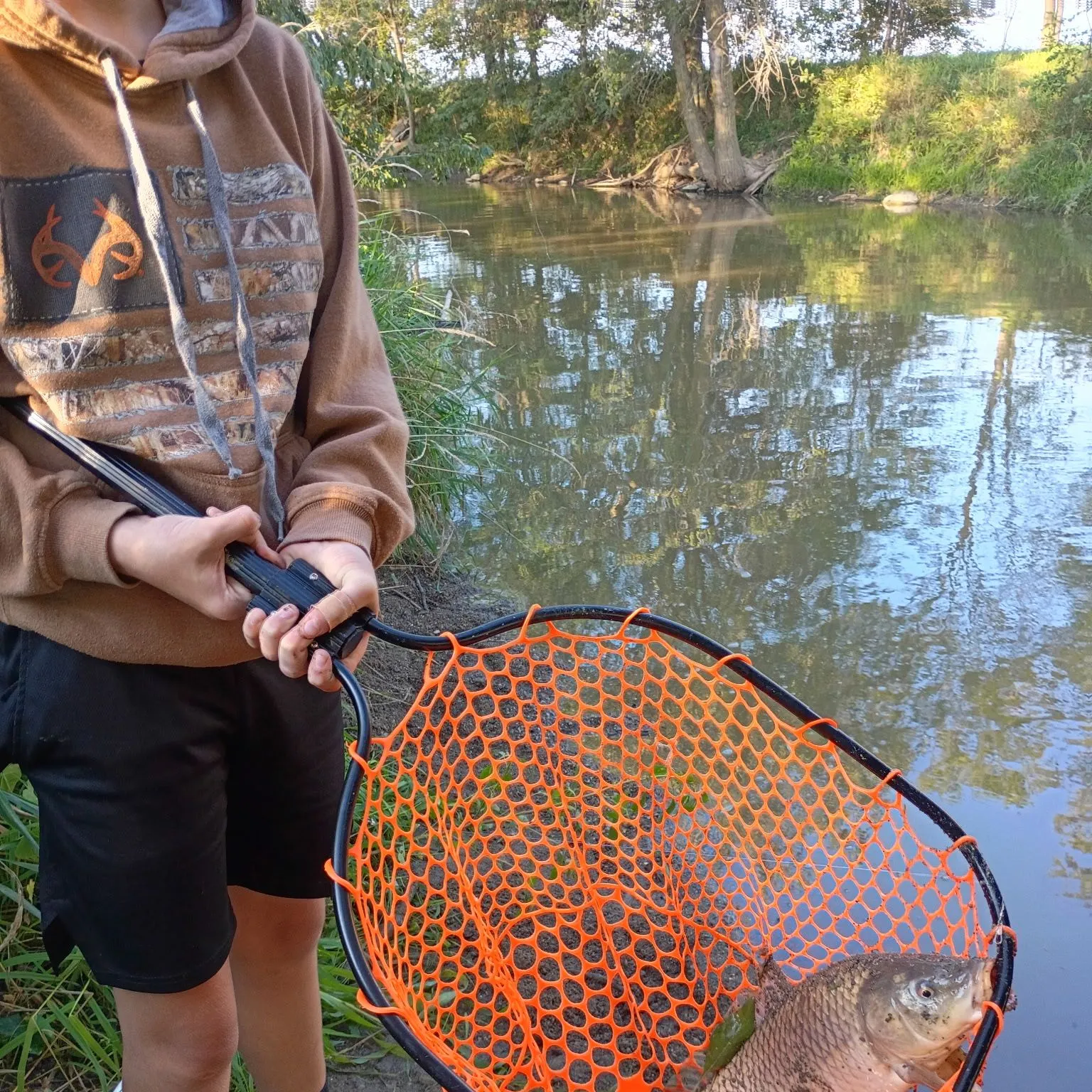Common carp caught on Fishbrain