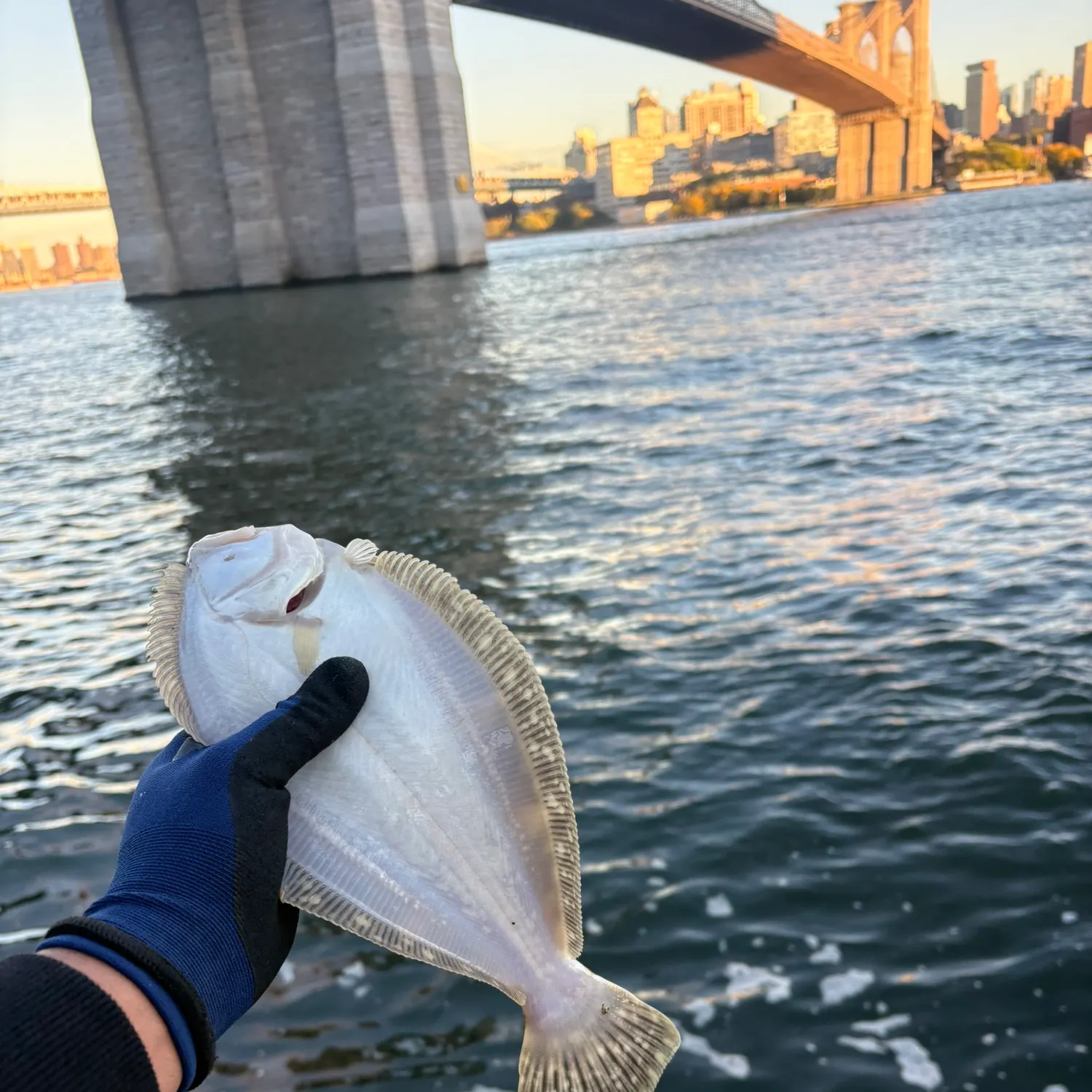 Summer flounder caught on Fishbrain