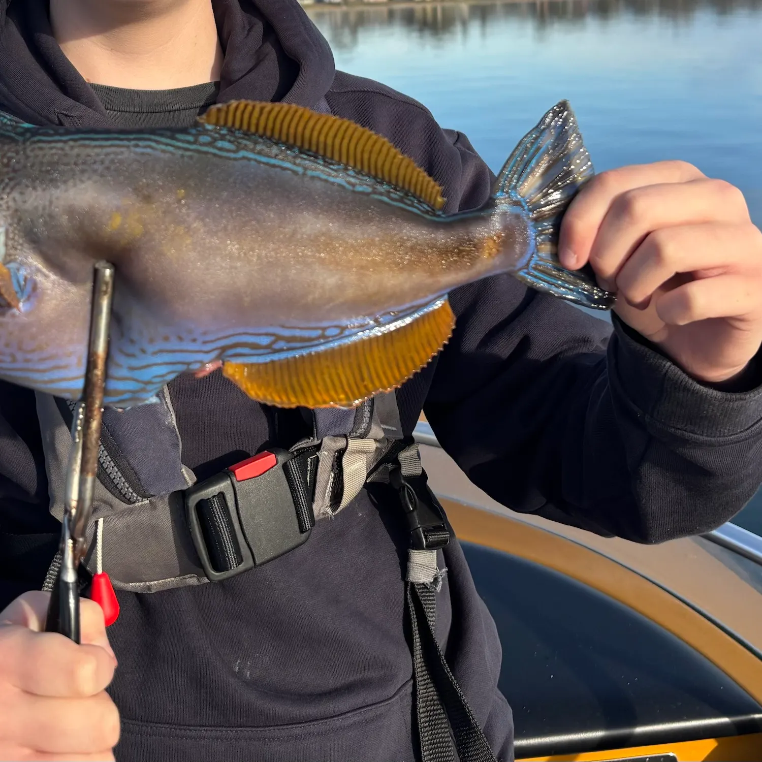 The most recent Yellowfin leatherjacket catches on Fishbrain