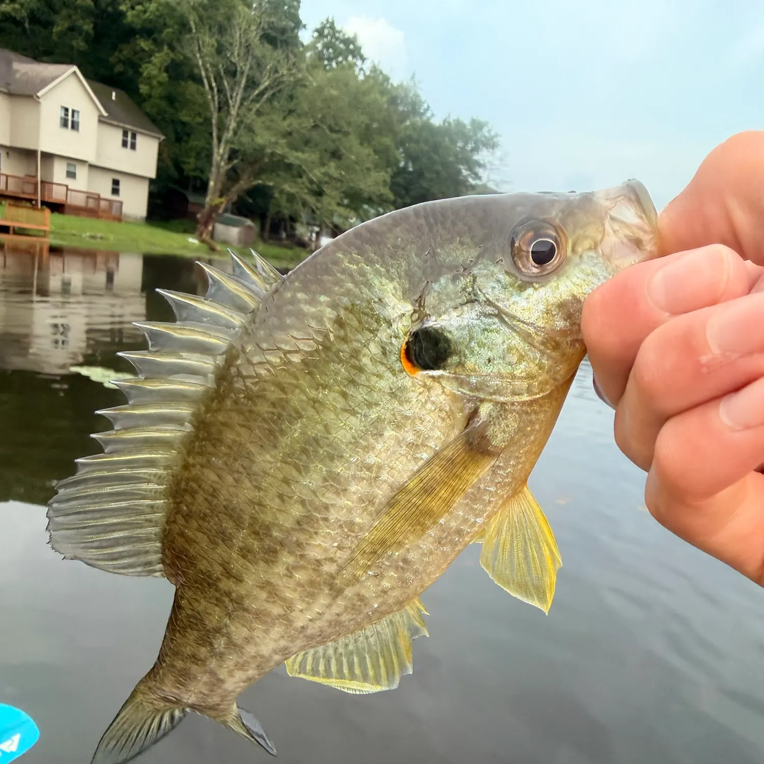 Redear sunfish caught on Fishbrain