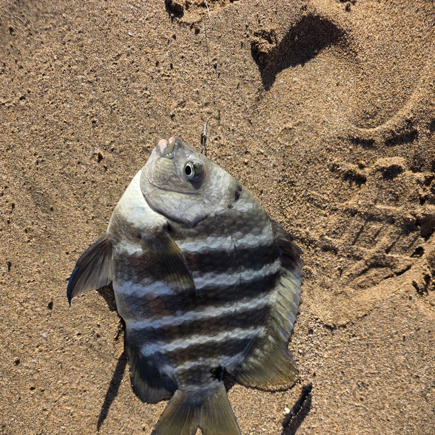 The most recent Blackspot sergeant catches on Fishbrain