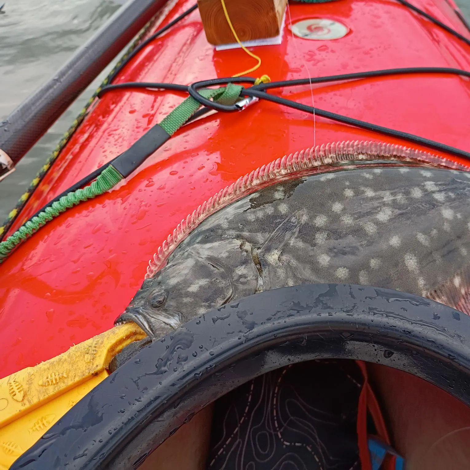 Summer flounder caught on Fishbrain
