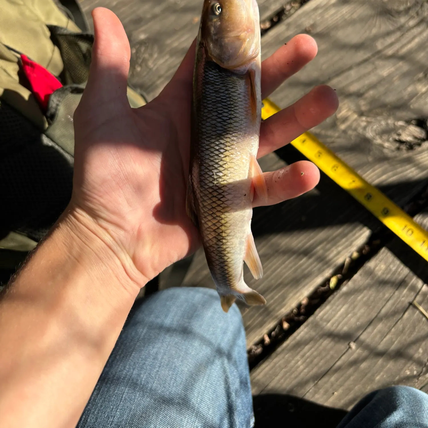 Creek chub caught on Fishbrain