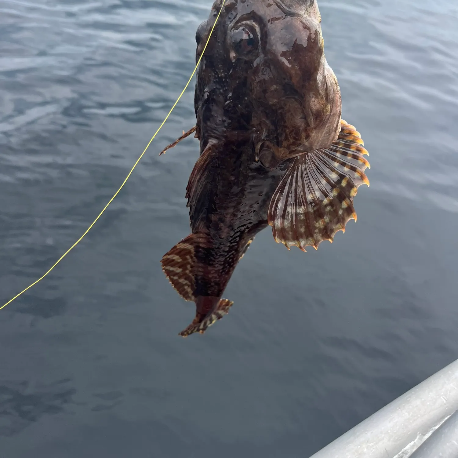 The most recent Shorthorn sculpin catches on Fishbrain