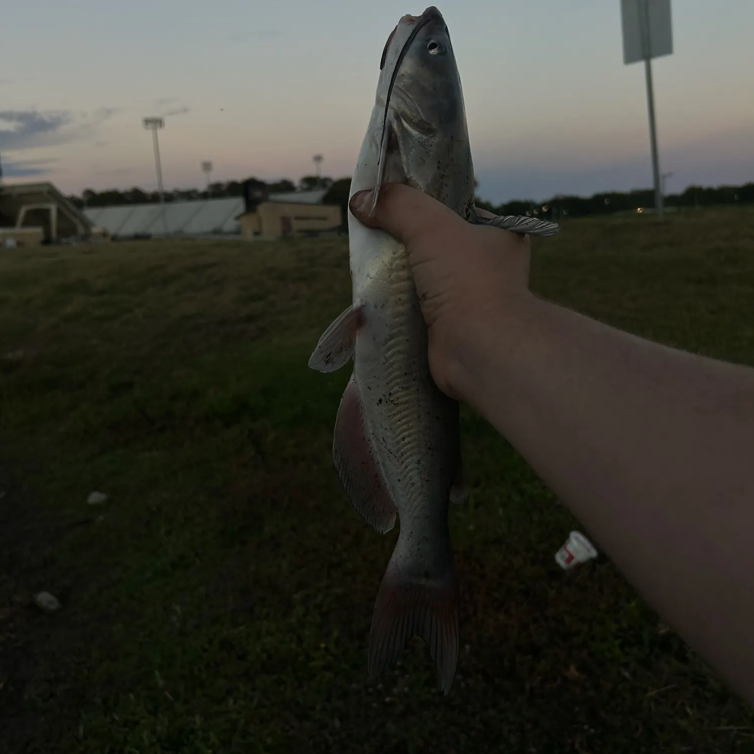 Channel catfish caught on Fishbrain