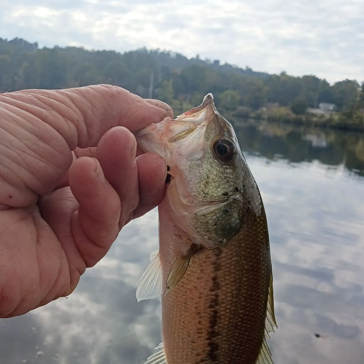 Largemouth bass caught on Fishbrain