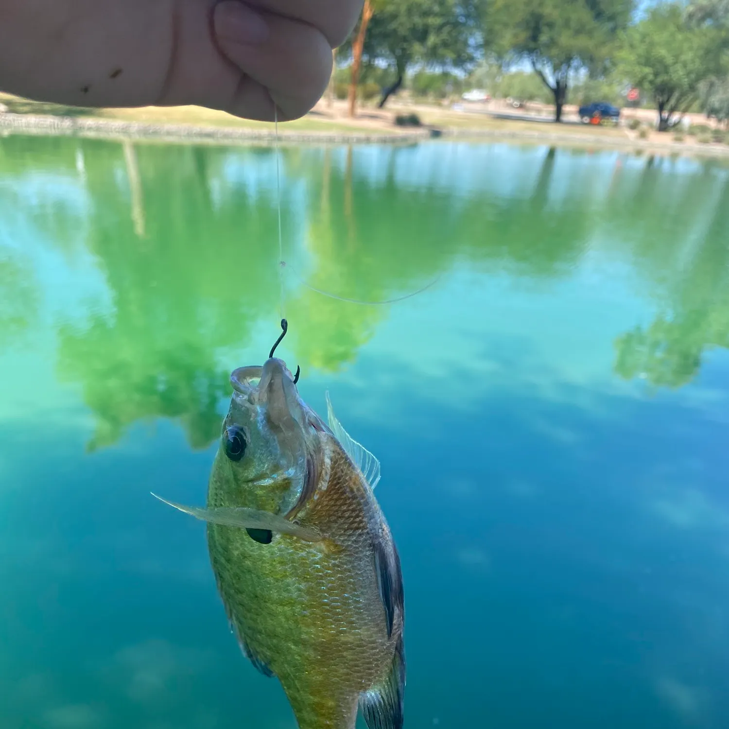 Bluegill caught on Fishbrain