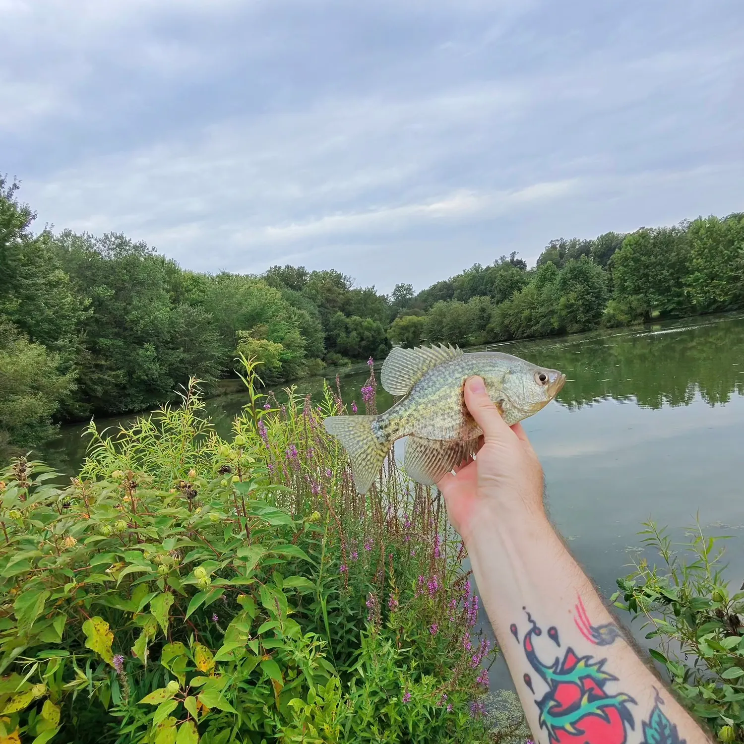 Black crappie caught on Fishbrain