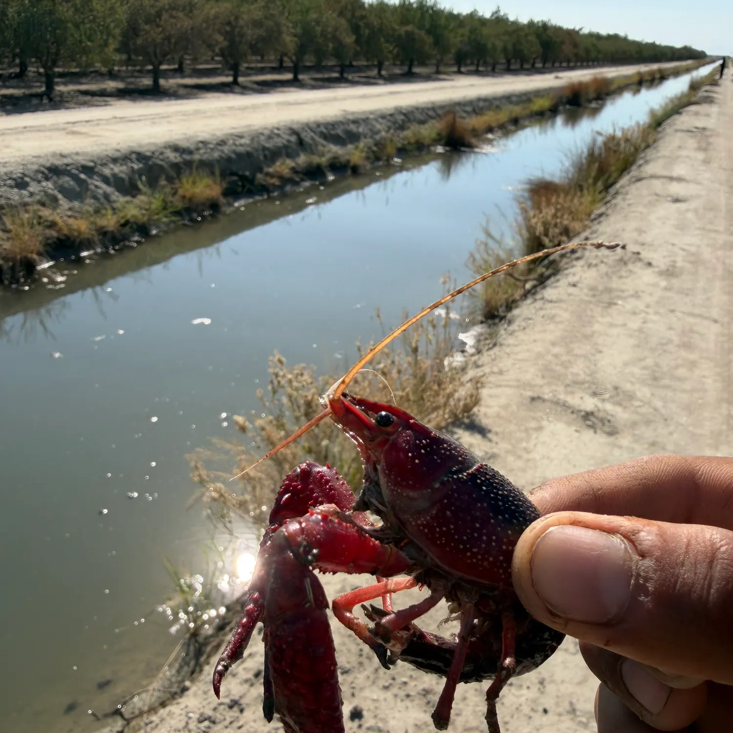 Red swamp crayfish caught on Fishbrain