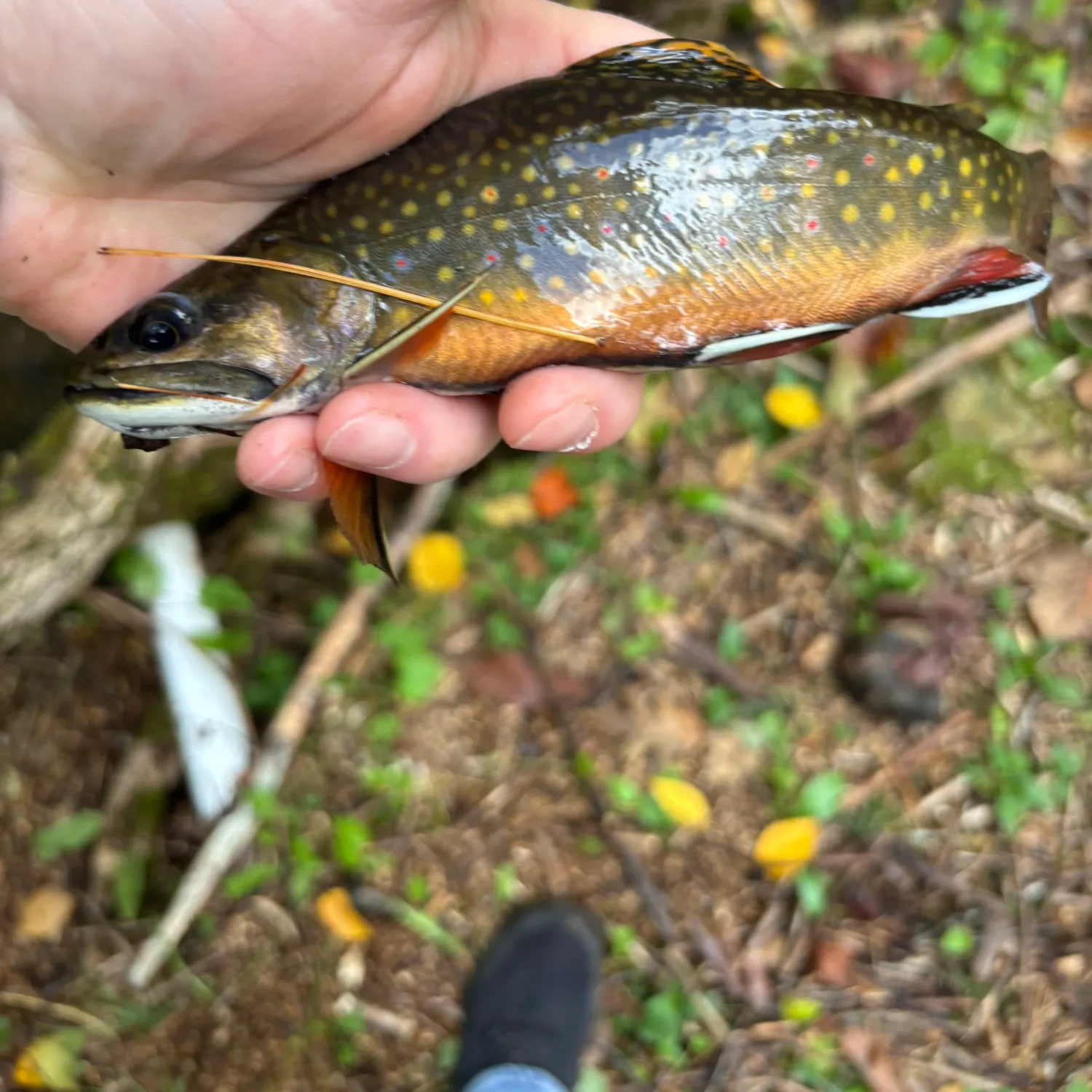 Brook trout caught on Fishbrain