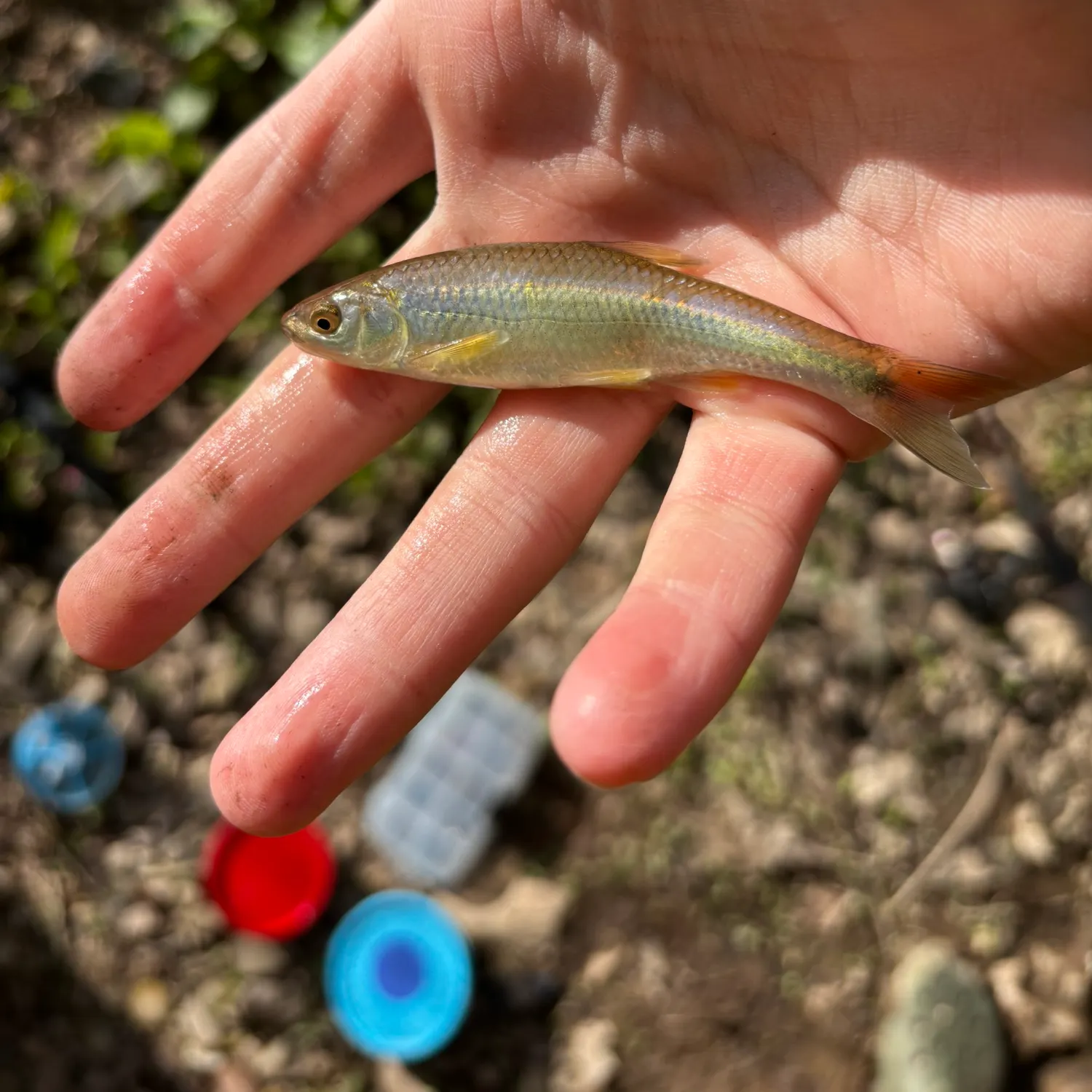 The most recent Plateau shiner catches on Fishbrain