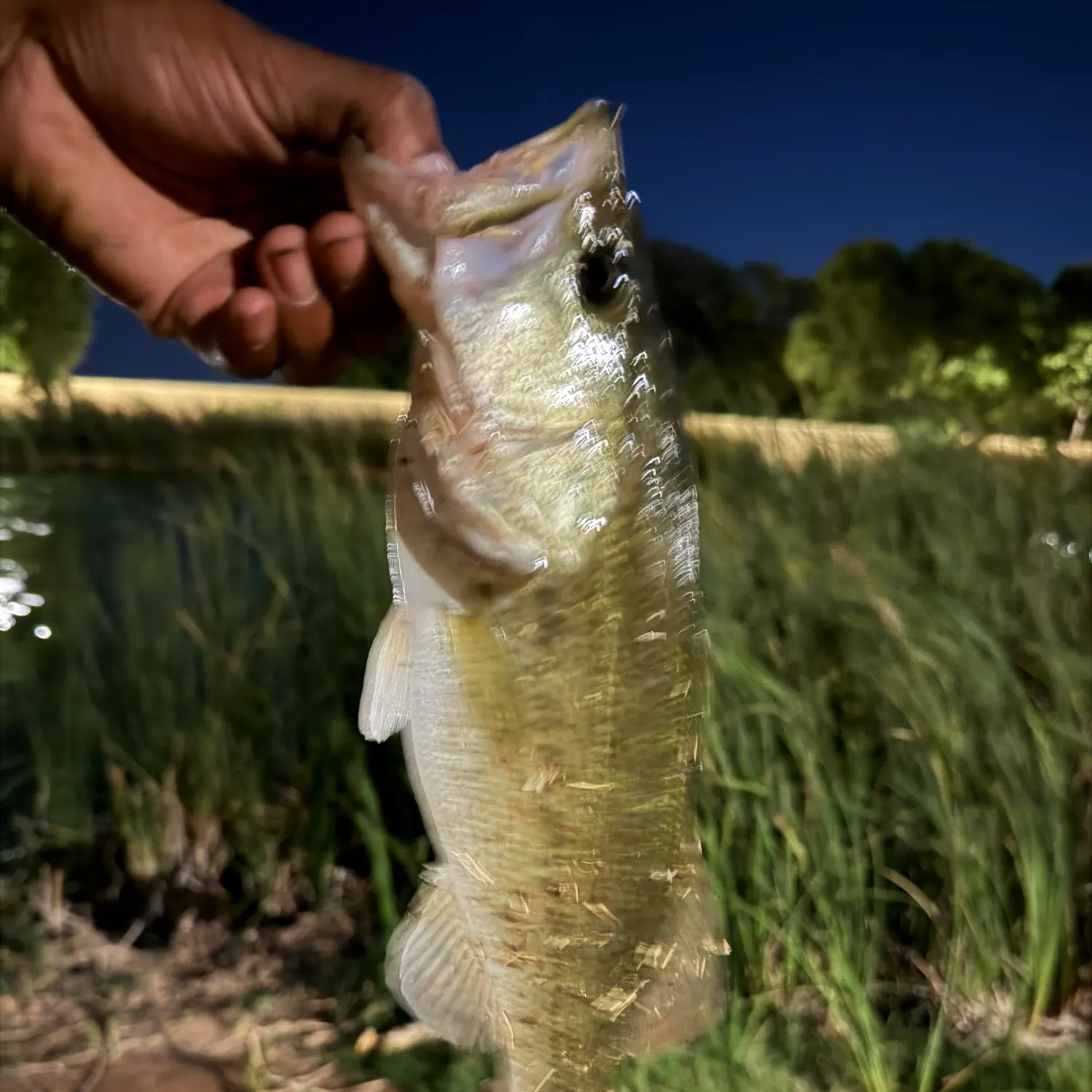 Spotted bass caught on Fishbrain