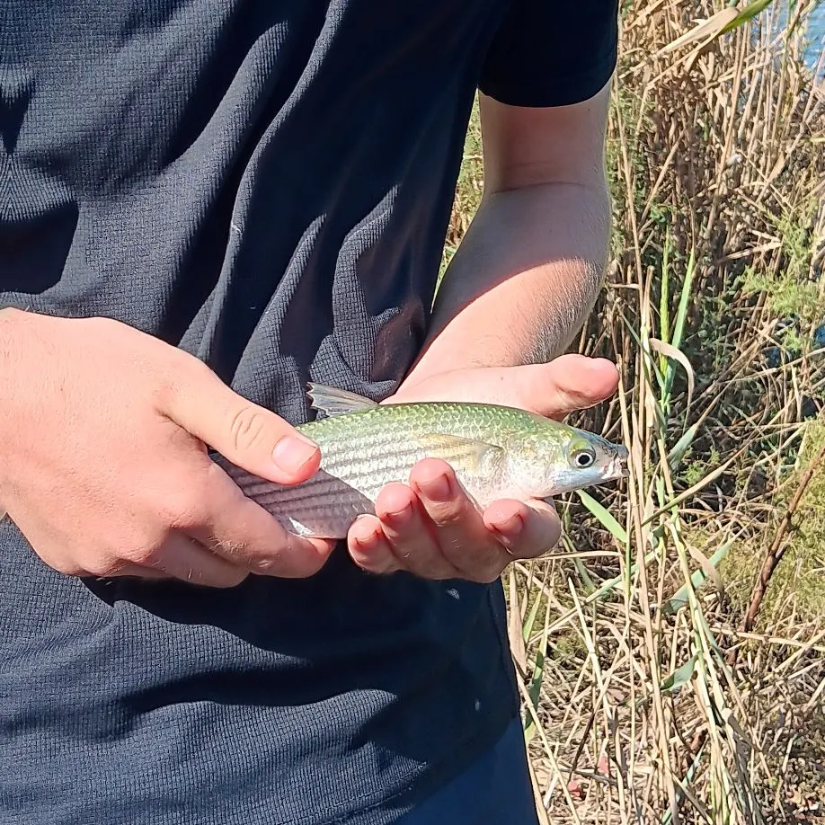 Striped mullet caught on Fishbrain