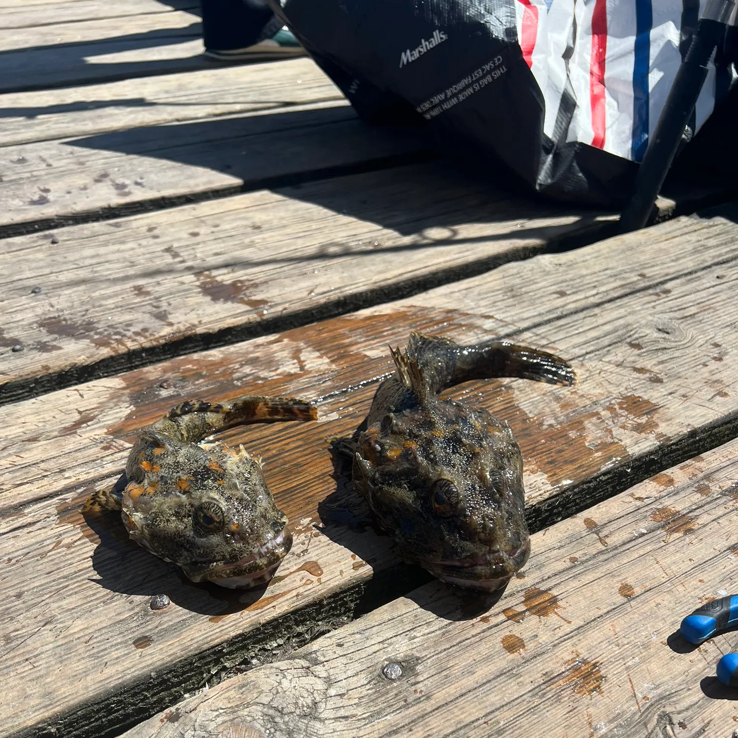 The most recent Great sculpin catches on Fishbrain
