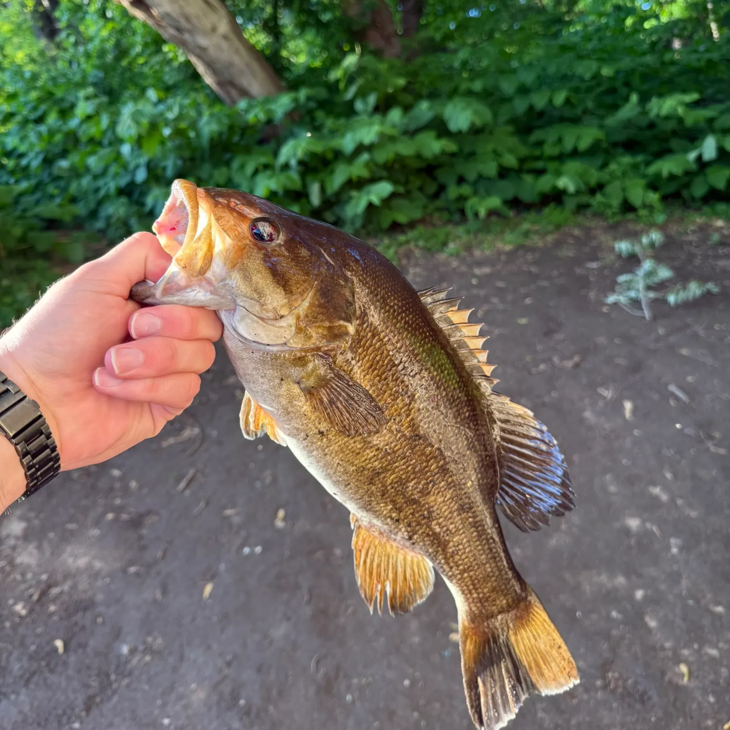 catch