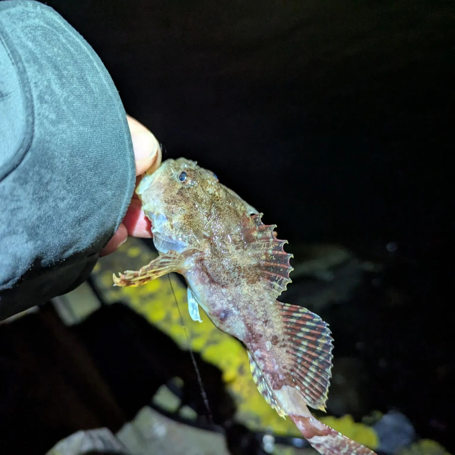 The most recent Shorthorn sculpin catches on Fishbrain