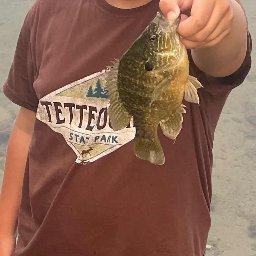Greengill hybrid caught on Fishbrain