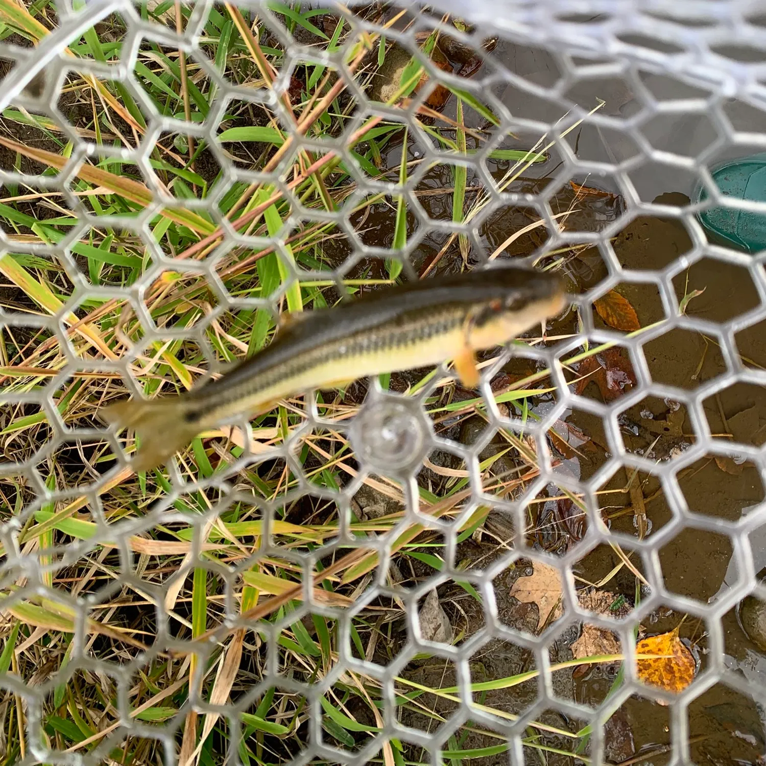 Hornyhead chub caught on Fishbrain