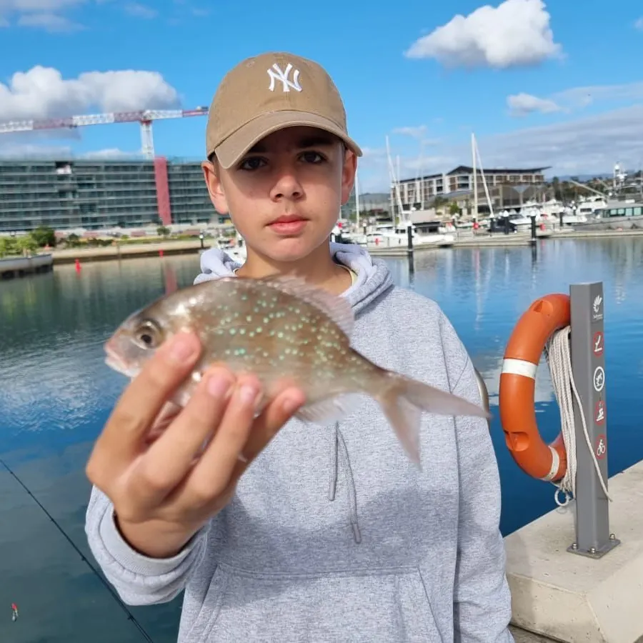 The most recent Australasian snapper catches on Fishbrain