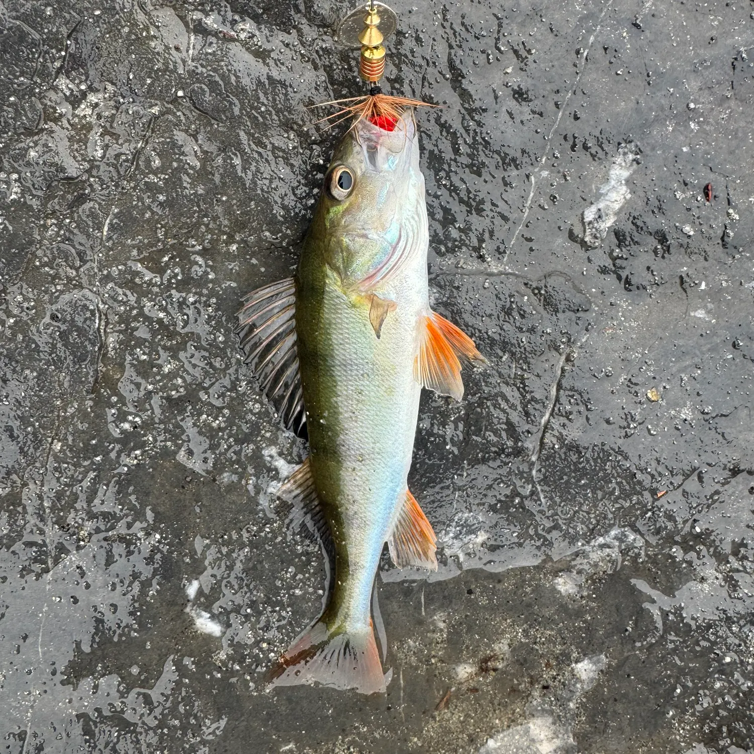European perch caught on Fishbrain