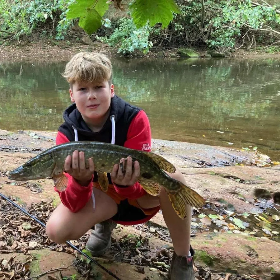 Northern pike caught on Fishbrain