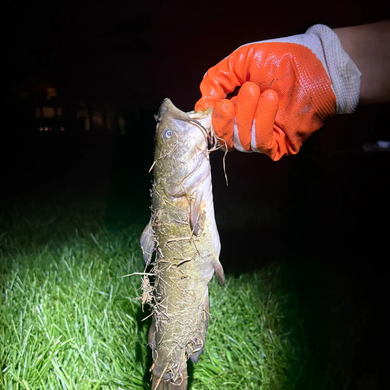 Black bullhead caught on Fishbrain