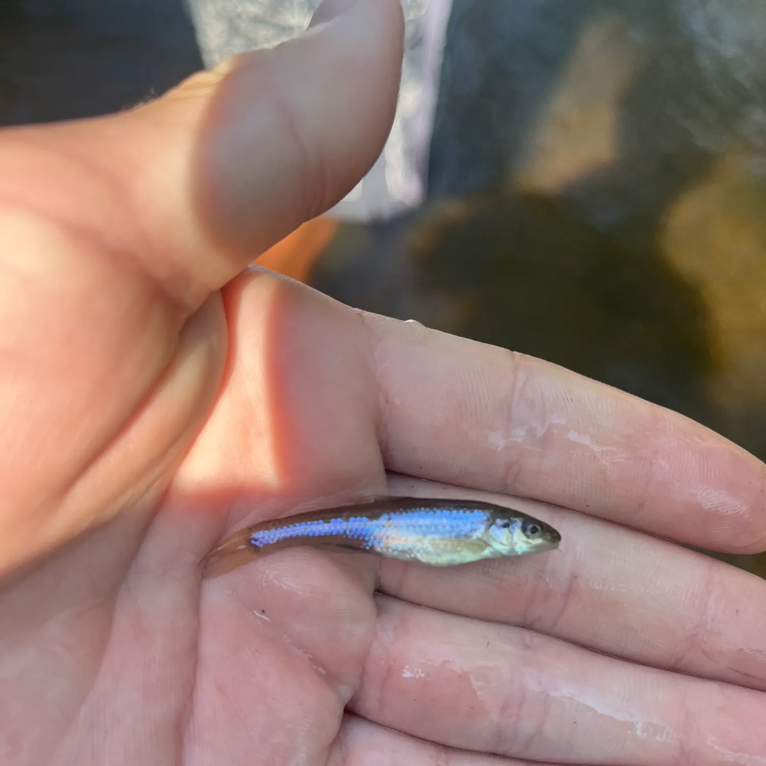 The most recent Sand shiner catches on Fishbrain