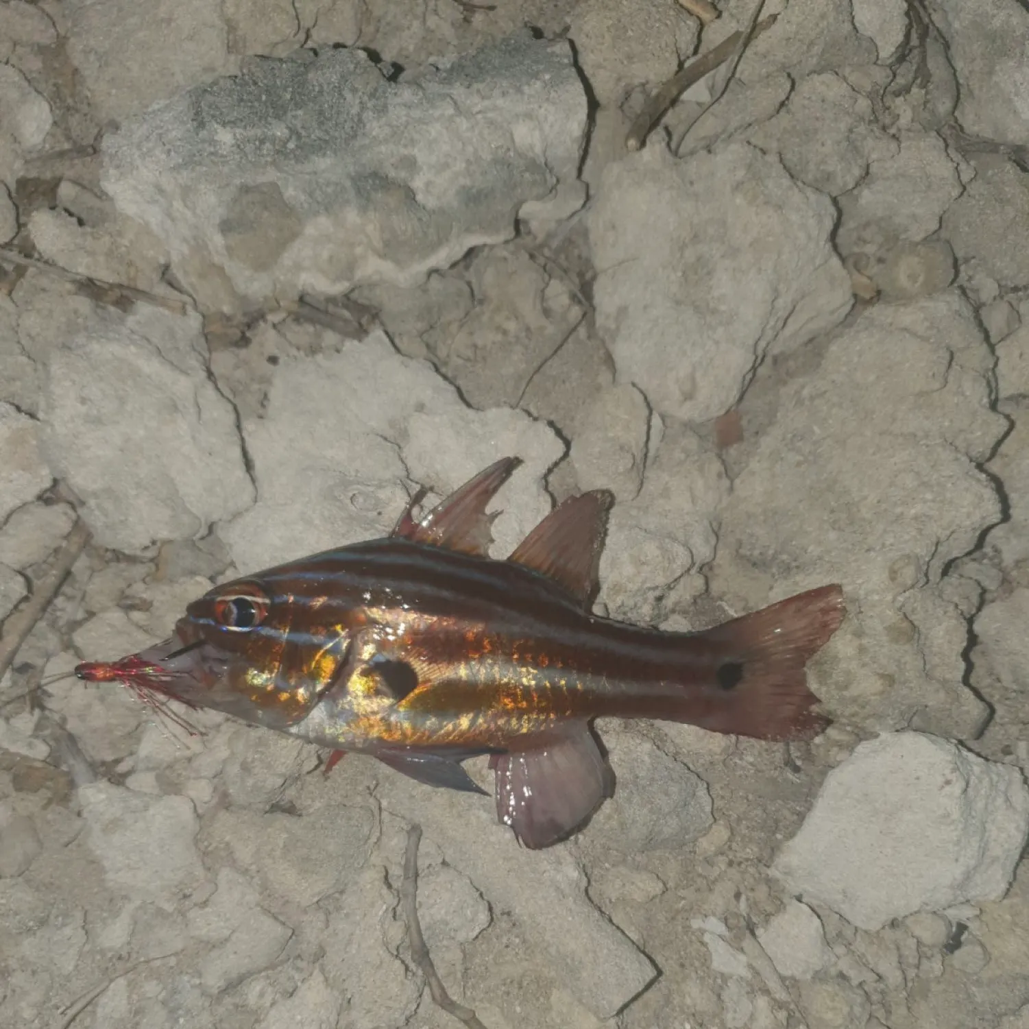 The most recent Western striped cardinalfish catches on Fishbrain