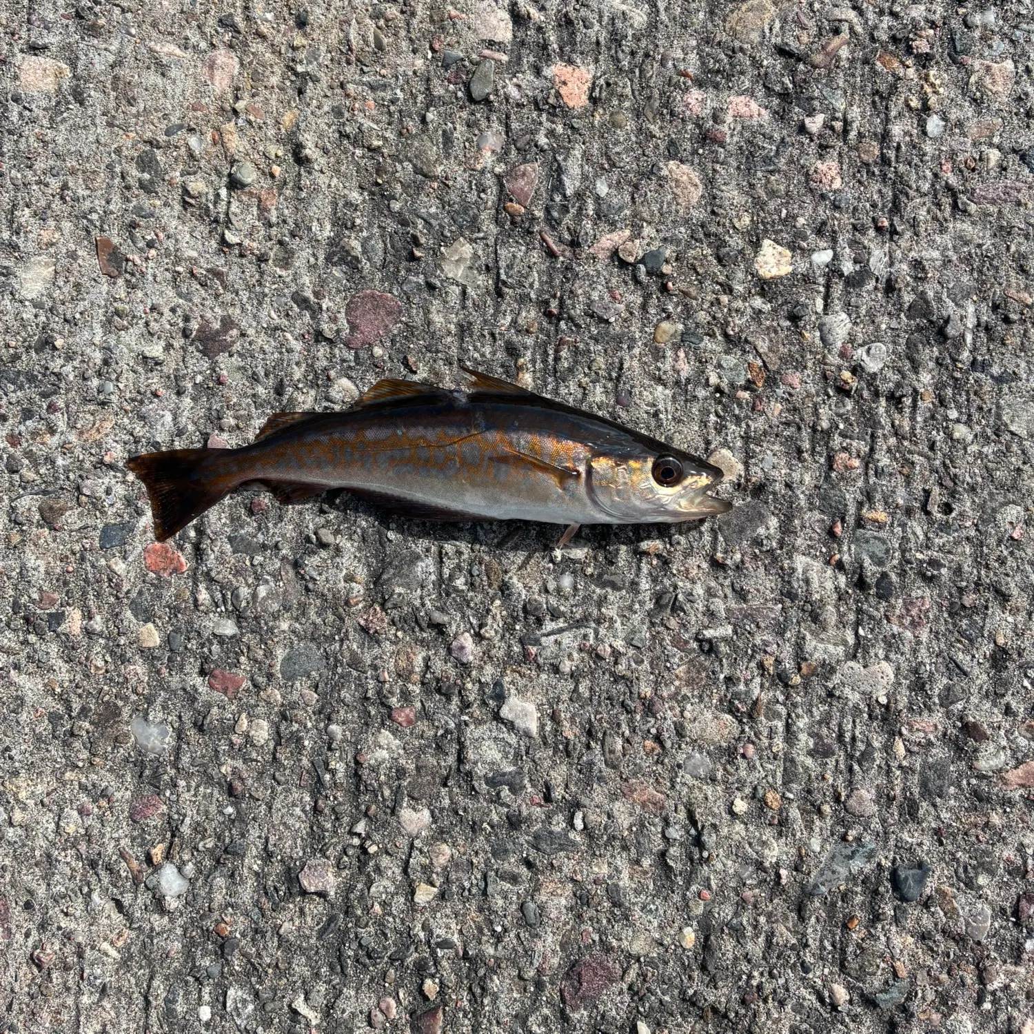 Atlantic pollock caught on Fishbrain