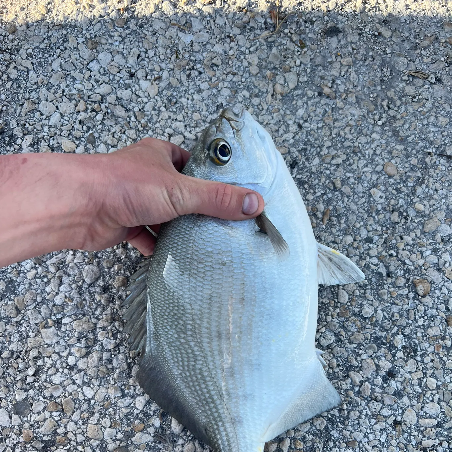 The most recent Bermuda sea chub catches on Fishbrain